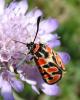 Zygaena fausta